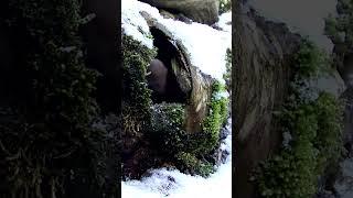 Weasel wakes up to a snow white wonderland 