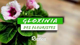 Comment rempoter son Gloxinia 