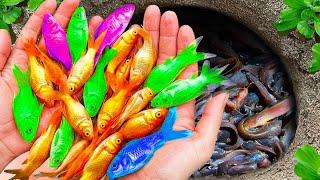 Great Catch Colorful Aquarium Fish In Small Pond, Goby, Baby Turtle, Pencil Fish, Glass Fish, Guppy