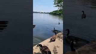 wild animals#travel #travelandtellno1 #usatoday #explore