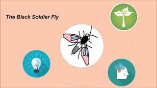 Biological Urban Sanitation Project in 3 minutes