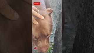pitbull monster lek girl #LEKTHEBESTKENNEL