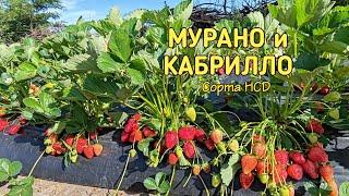 Мурано и Кабрилло ОТЛИЧНИКИ 11.05.24. Ставрополь.