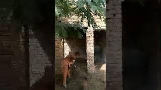 irfan toor12/wb.vehari