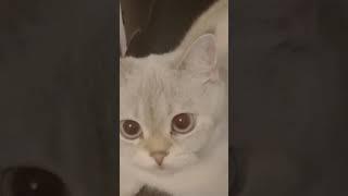 Снежка умеет веселить  Funny cat Sneshka - Смешная кошка Снежка