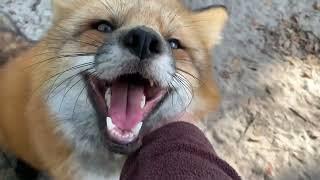 Happy Monday! Fox Tales Florida foxy check in!