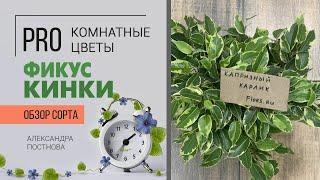 Фикус бенджамина Кинки - капризный карлик или неприхотливое комнатное растение для дома? Разберемся.