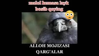 ALLOH MOJIZASI QARG'ALAR