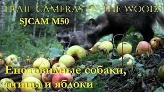 Яблоки, енотовидные собаки и птицы SJCAM M50