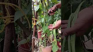beans beans #stage 4 Happy garden 
