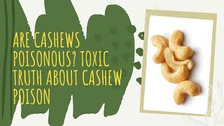 Are Cashews Poisonous Toxic Truth about Cashew Poison