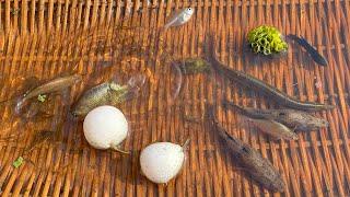Very Shallow Water Founding Amazing Many Eel, Rmarble goby, Climbing perch, Betta, pool barb, puffer
