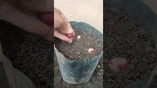 Growing onions in polybags