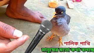 মানুষের সাথে ঝগড়া করেছে শালিক পাখি। শালিক পাখির কথা শুনে অবাক গ্ৰামবাসী Shalik brids talking.#brids