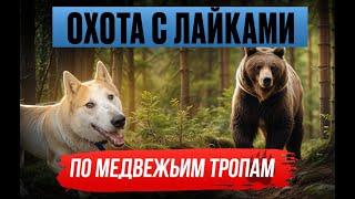 Охота с лайками! Идем по медвежьим тропам!