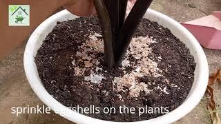 Eggshell Calcium - How We Use Eggshells in Our Garden.