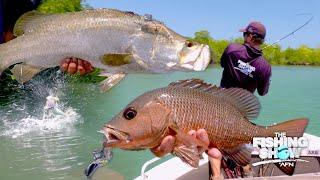 Fishing Mecca: Distracted by Barramundi & Mangrove Jacks