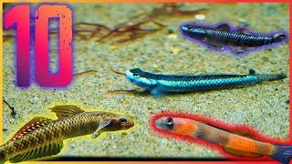 Ten Freshwater Goby Fish You Should Keep in Your Aquarium