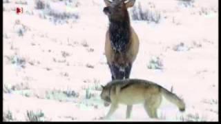 Wolf pack (Yellowstone Druid pack) vs Elk (Waipiti)