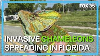 Invasive chameleon clans growing in Florida along Space Coast