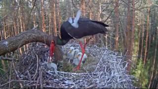 Аист убивает своего птенца.