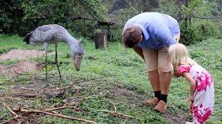 Shoebill Stork Is The Real Life Hippogriff