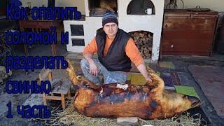 Как опалить соломой и разделать свинью 1 часть    How to singe with straw and butcher a pig