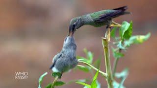 Amazing Facts about Hummingbirds | Who Knew?