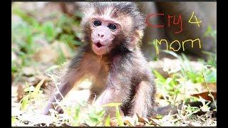 Baby monkey cry loudly for mommy, It looks so pity for small baby monkey, Poor baby monkey