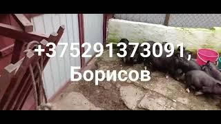 Поросята вьетнамские Борисов