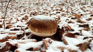 WHITE MUSHROOMS NOVEMBER 15 IN THE SNOW AND FROST. YOU HAVE NEVER SEEN SUCH BEAUTY IN