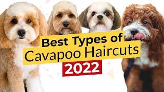 Best Types of Cavapoo Haircuts  Summer Cut  Teddy Bear  Puppy  Lamb  Shih Tzu  2022 