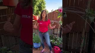 How To Plan Your Garden, Pt 1
