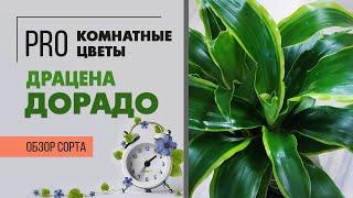 Драцена Дорадо  - обзор сорта широколистной драцены | Что делать, если драцена вытянулась