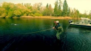 Giant 63lb. Taimen on a fly