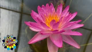 Нимфея Sumanee (Сумани) кувшинка, waterlily, водные растения, пруд