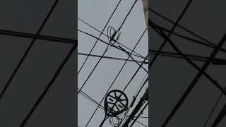 Utility pole triplex cable how its installed in u.s.a. feeding homes and stores( for MM A sif )