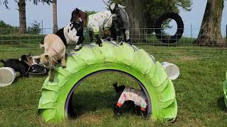 Baby Goats in pajamas running and jumping