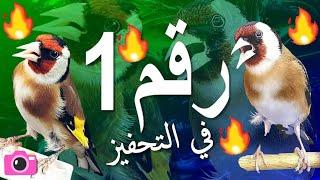 بتبة الحسون لتحفيز على التغريد والهيجان                                (رقم 1 في التحفيز )