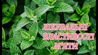 Лікувальні властивості М'ЯТИ: практичні поради по використанню