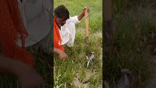 Black Cobra Snake bite the Jogi,while he is Catching the Snake 