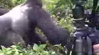 gorilla drags ranger