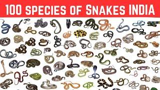 100 species of snakes found in India (with pictures) भारत मे पाए जाने वाले 100 साँप (चित्र के साथ)