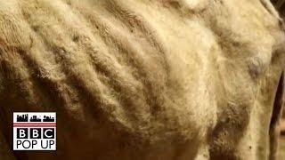 India Drought: A lack of water and wives - BBC News