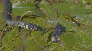 Encounters between grass snakes /Encuentros entre culebras de collar / Ringelnatter Begegnungen