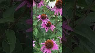 Incredible Echinacea purpurea flowers  #shorts #viral