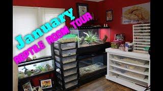 January Reptile Room Update!  All 33 Reptiles!