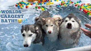 WORLDS LARGEST HUSKY BATH!.