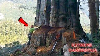 TOP 10 Most Dangerous Biggest Tree Felling Cutting Down with Chainsaw Machine EP. 2