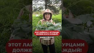 Посадка огурцов в пакете! Артикул в комментариях